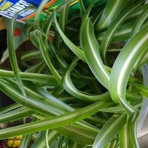 5 Baby Green Alien Spider Plants New Babies FLASH SALE 2023 ready to go..